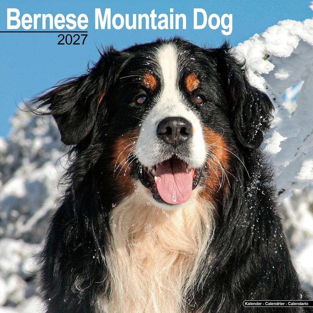 Berner Mountain Dog-kalender 2027 vooraf bestellen, Diversen, Kalenders, Verzenden, Jaarkalender, Nieuw