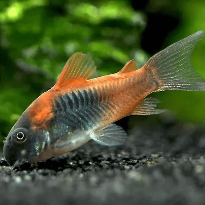 Corydoras Orange Venezuela 3/4 cm, Animaux & Accessoires, Poisson, Poisson d'eau douce, Banc de poissons