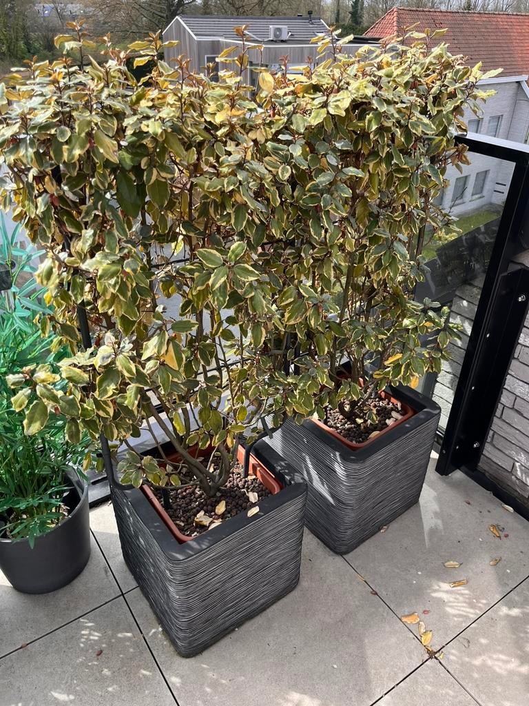 Olijfwilg in potten terrasplanten, Ophalen