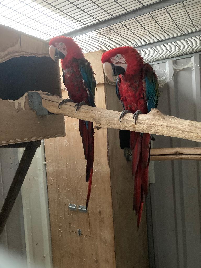 Kweekpaar groenvleugel ara’s, Dieren en Toebehoren, Vogels | Parkieten en Papegaaien
