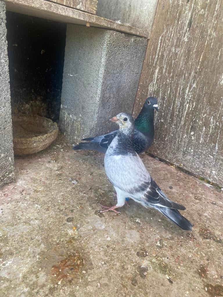 Top jongen, Dieren en Toebehoren, Meerdere dieren, Postduif