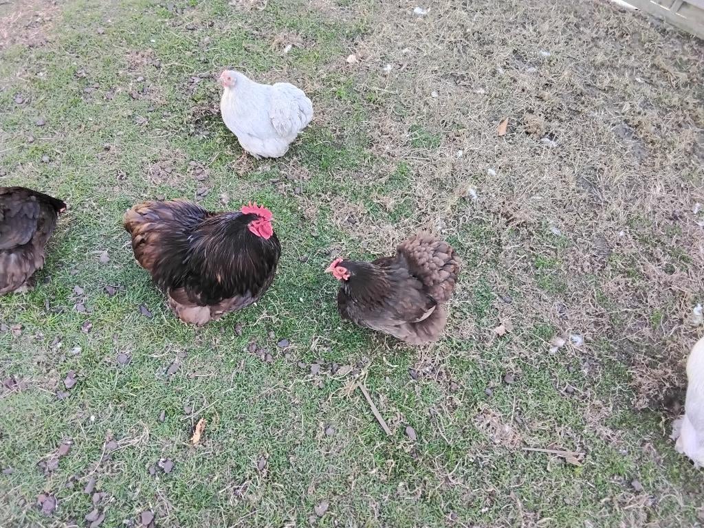 Cochinkriel choco koppel, Dieren en Toebehoren