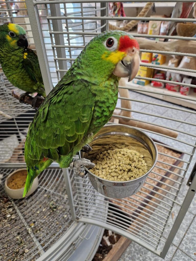 tamme jonge geelwang amazone, Dieren en Toebehoren, Vrouwelijk, Papegaai, Geringd