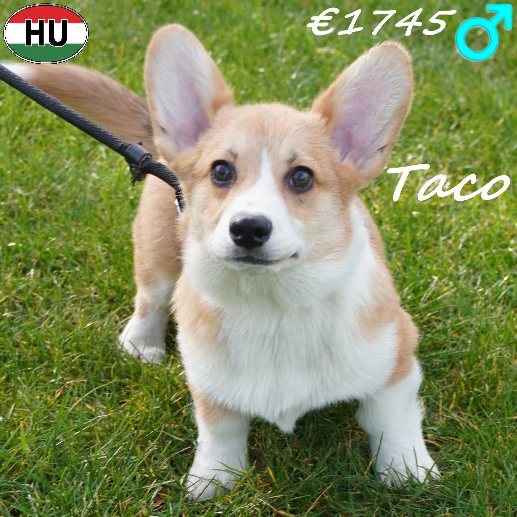 Nacho & Taco - Welsh Corgi mâles à vendre, Animaux & Accessoires, 15 semaines à 1 an, Chien (mâle), Hépatite contagieuse (maladie de Rubarth)