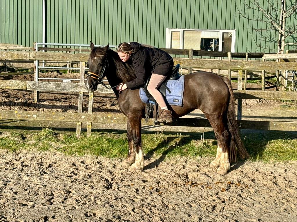 WEKENDDEAL!!!!Brave pony, B, 11 ans ou plus, Poney de récréation, Avec pedigree