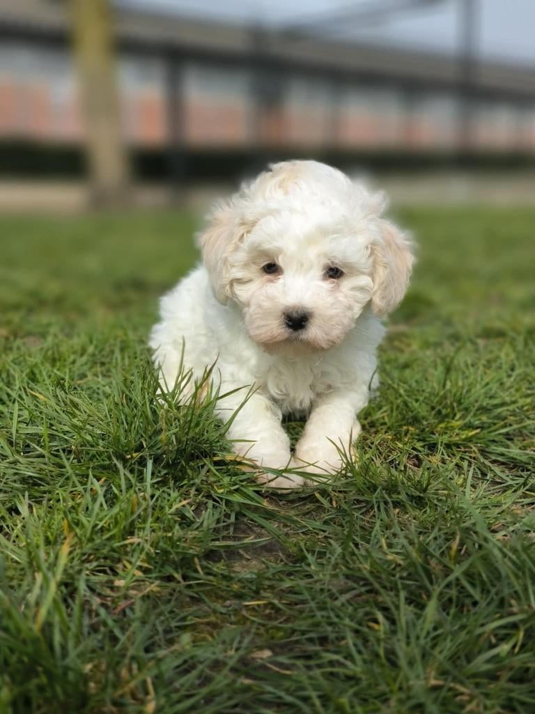 Prachtige Maltipoo pupjes bij ons geboren te koop, Parvo, België, 8 tot 15 weken, Meerdere
