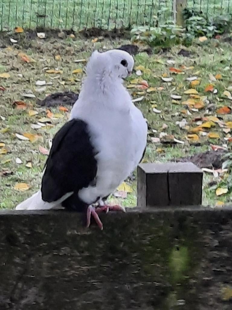 Oud duitse meeuw, Meerdere dieren, Overige soorten