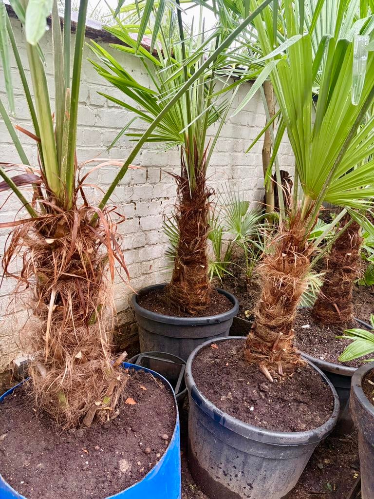 Trachycarpus Fortunei, Enlèvement, Plante fixe, Autres espèces