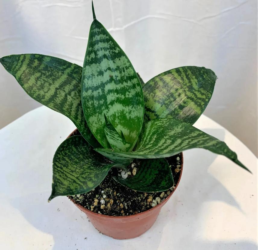 laag blijvende sanseveria, Maison & Meubles, Plantes d'intérieur, Envoi, Plante succulente, En pot, Moins de 100 cm