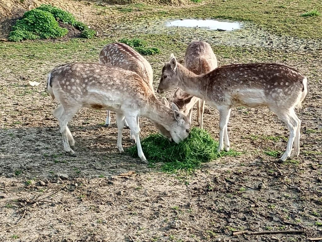 Damherten, Dieren en Toebehoren