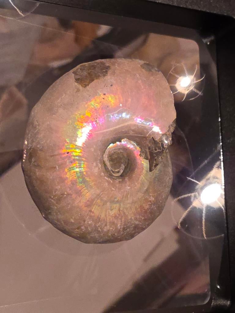 Belle ammonite avec nacre de Madagascar., Collections, Minéraux & Fossiles, Fossile, Enlèvement ou Envoi