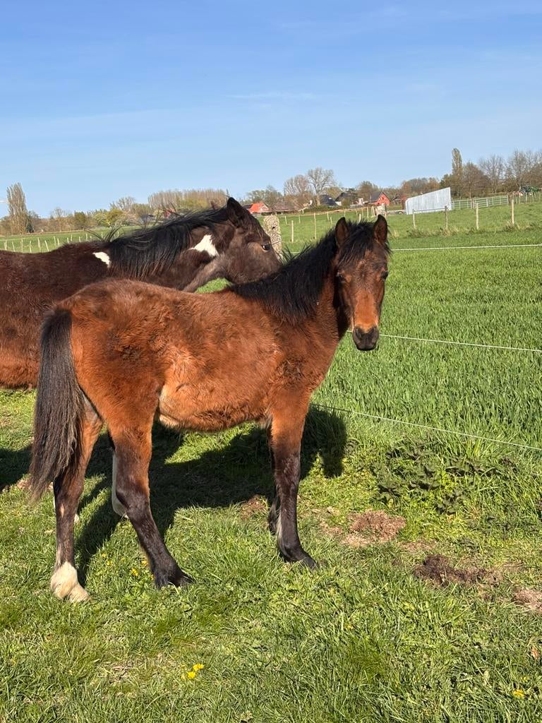 Arabier/quarter merrie, Dieren en Toebehoren, Merrie