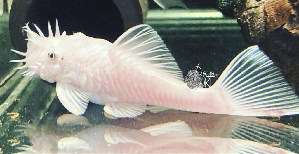 Recherche couple de ancistrus L144, Animaux & Accessoires