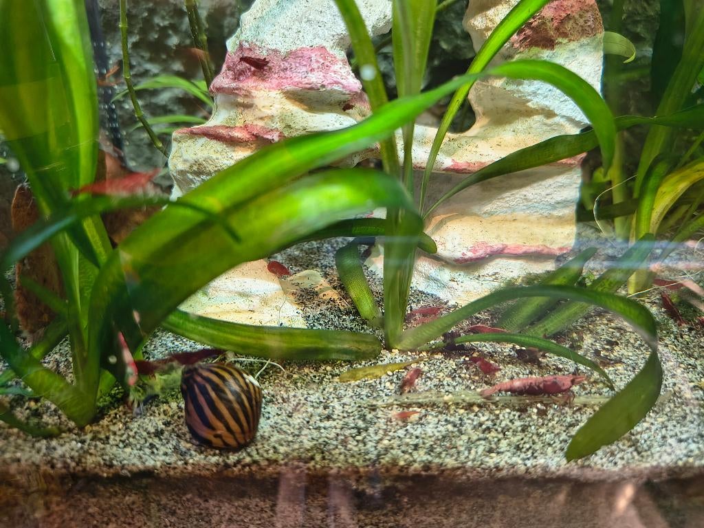 Neocaridina rode vuurgarnaal, Kreeft, Krab of Garnaal, Zoetwatervis