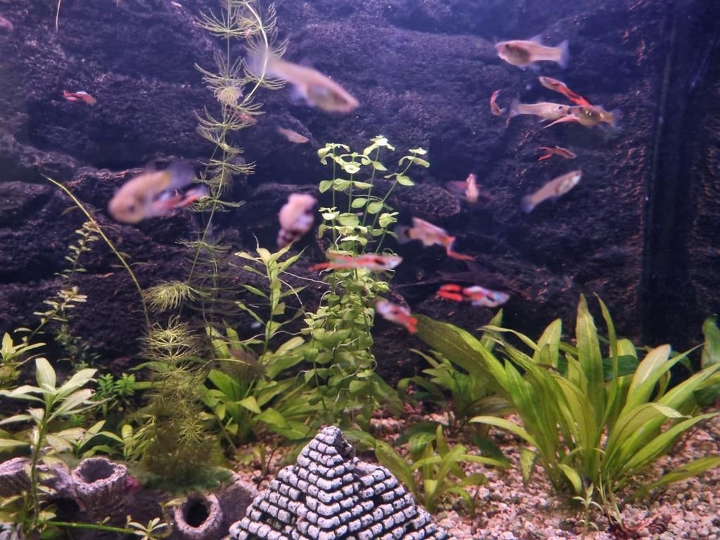 Guppy endler adultes 10+2 gratuit, Vis, Zoetwatervis