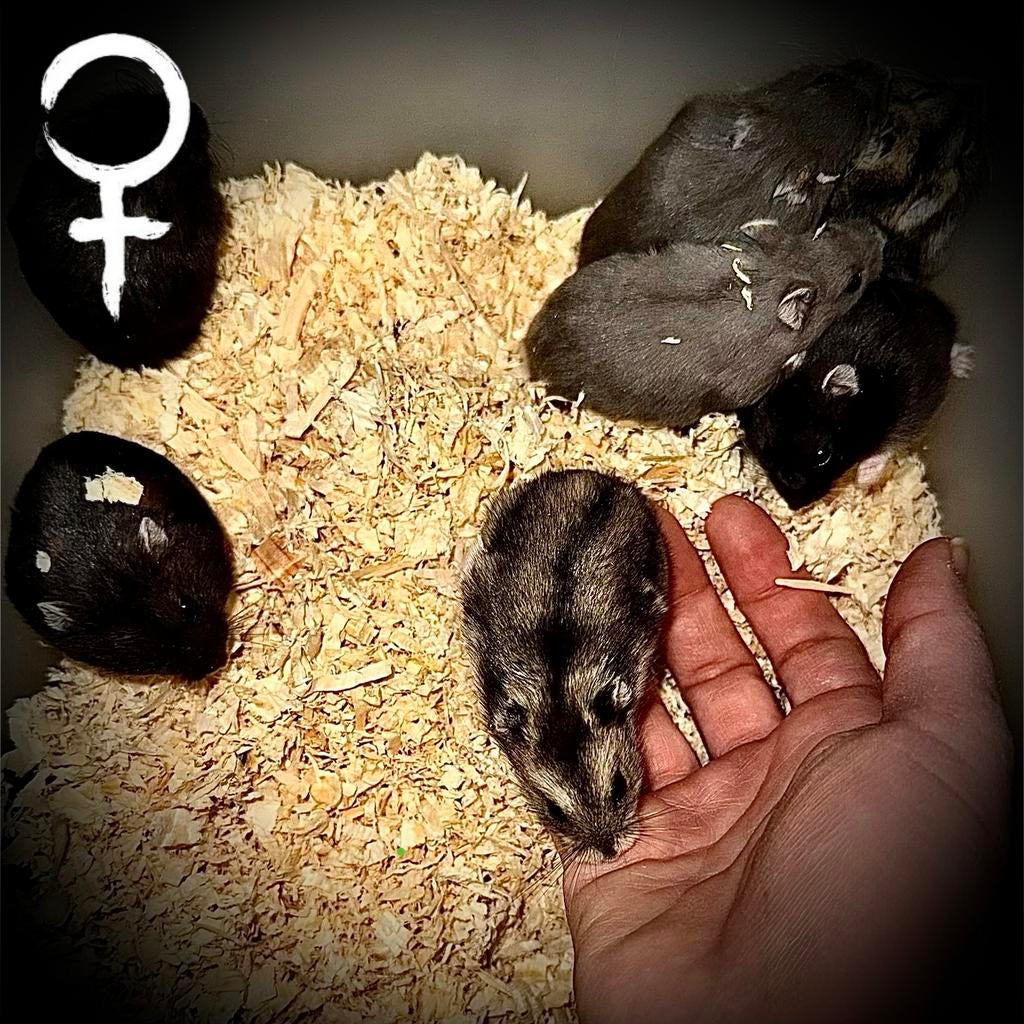 Prachtige allerschattigste troetelhamstertjes (4-8 weken), Dieren en Toebehoren, Knaagdieren, Hamster, December, Meerdere dieren