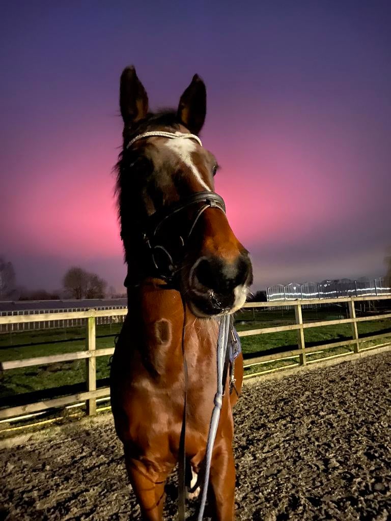 Paarden trainen + doorrijden, Plusieurs animaux, Ne s'applique pas