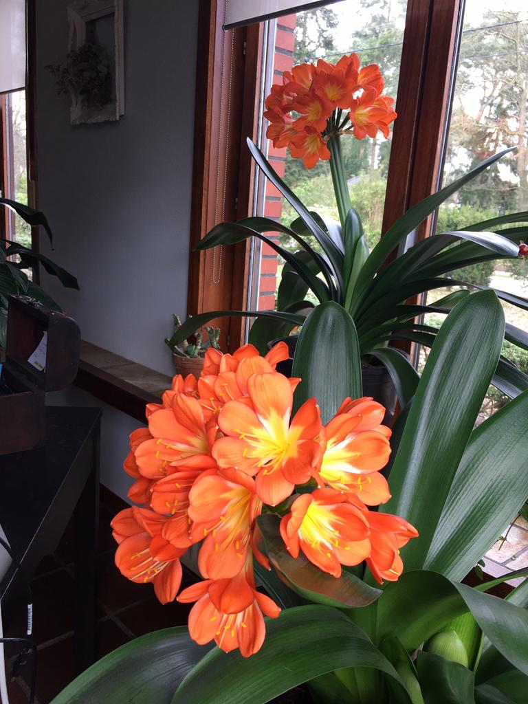 Clivia’s, Ophalen, Halfschaduw, In pot, Minder dan 100 cm