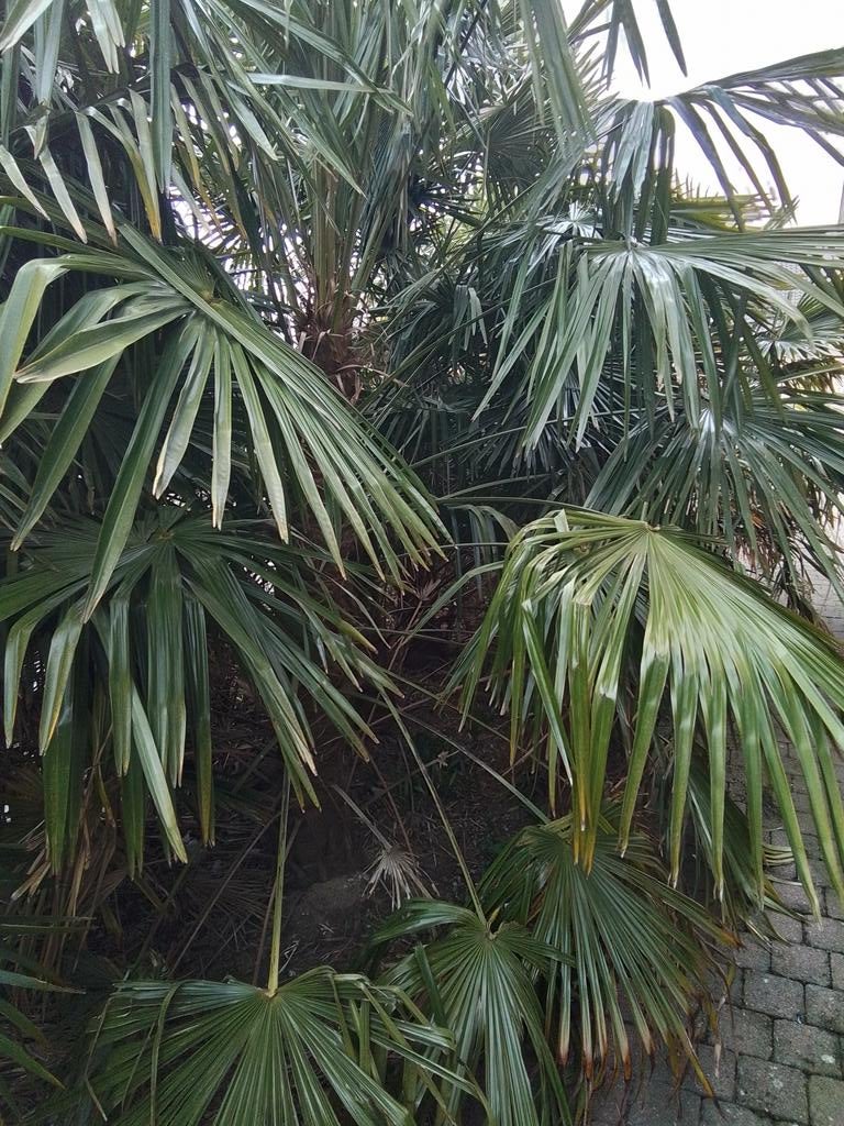 Palmier 2 m, Enlèvement, Palmier, 400 cm ou plus