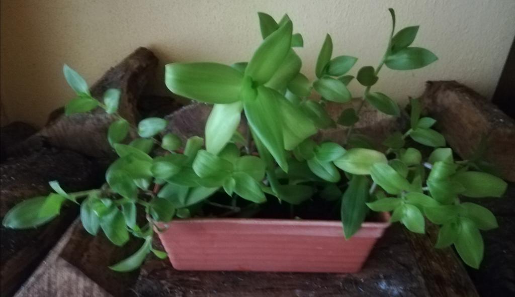 Misère verte en jardinière, Ophalen, In pot