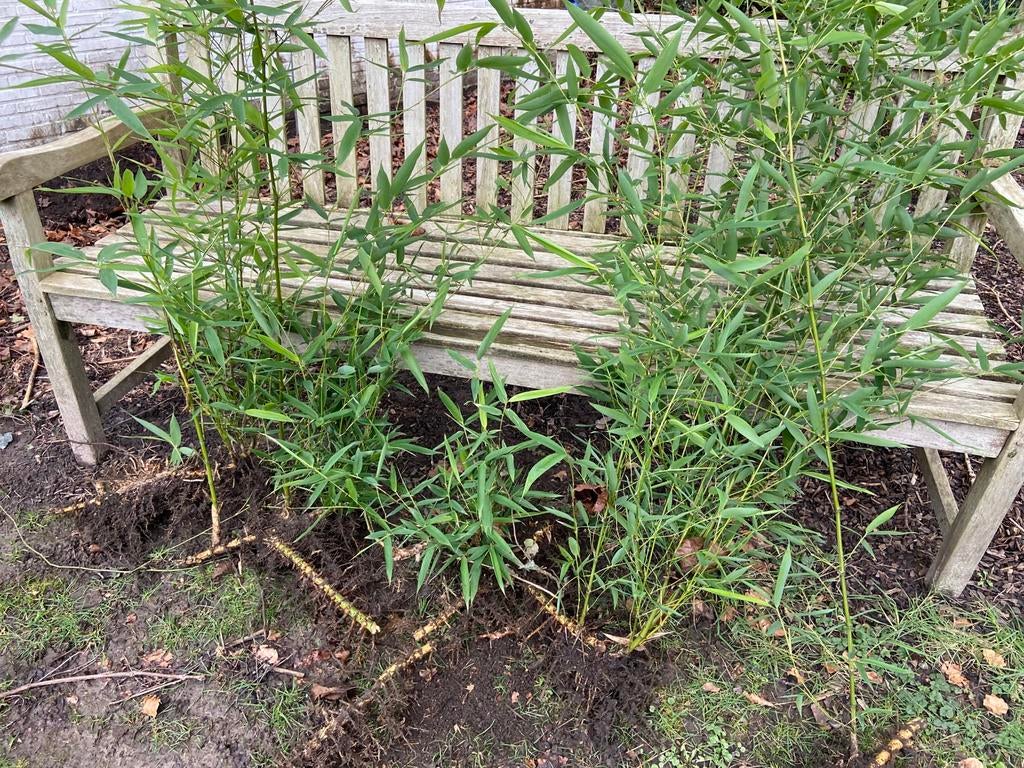 Bambou scheuten ( alles samen), Jardin & Terrasse, Enlèvement