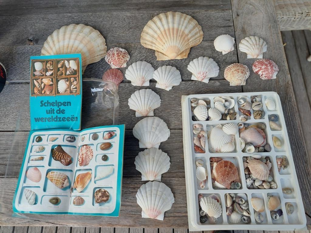 Collection de coquillages vintage SHELL 1972, Enlèvement ou Envoi, Coquillage(s)
