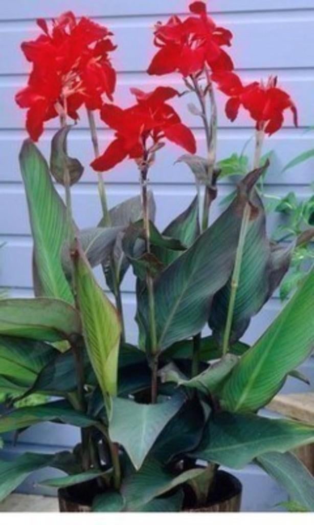 plantes, Jardin & Terrasse, Enlèvement, Été, Annuelle, Autres espèces