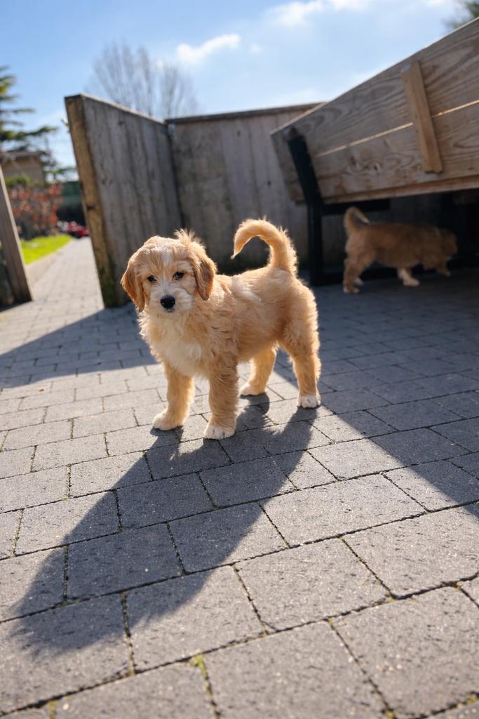 Knapp goldendoodle pups uit geteste ouders, België, 8 tot 15 weken, Meerdere, Meerdere dieren