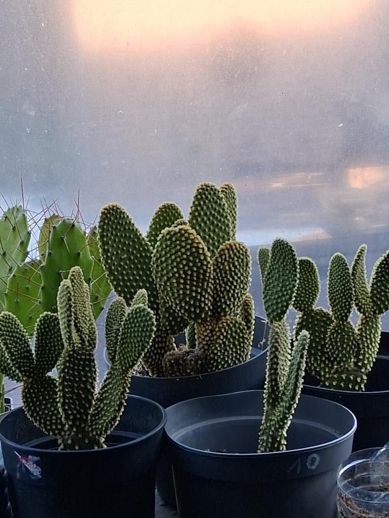 Opuntia microdaysys, Jardin & Terrasse, Enlèvement