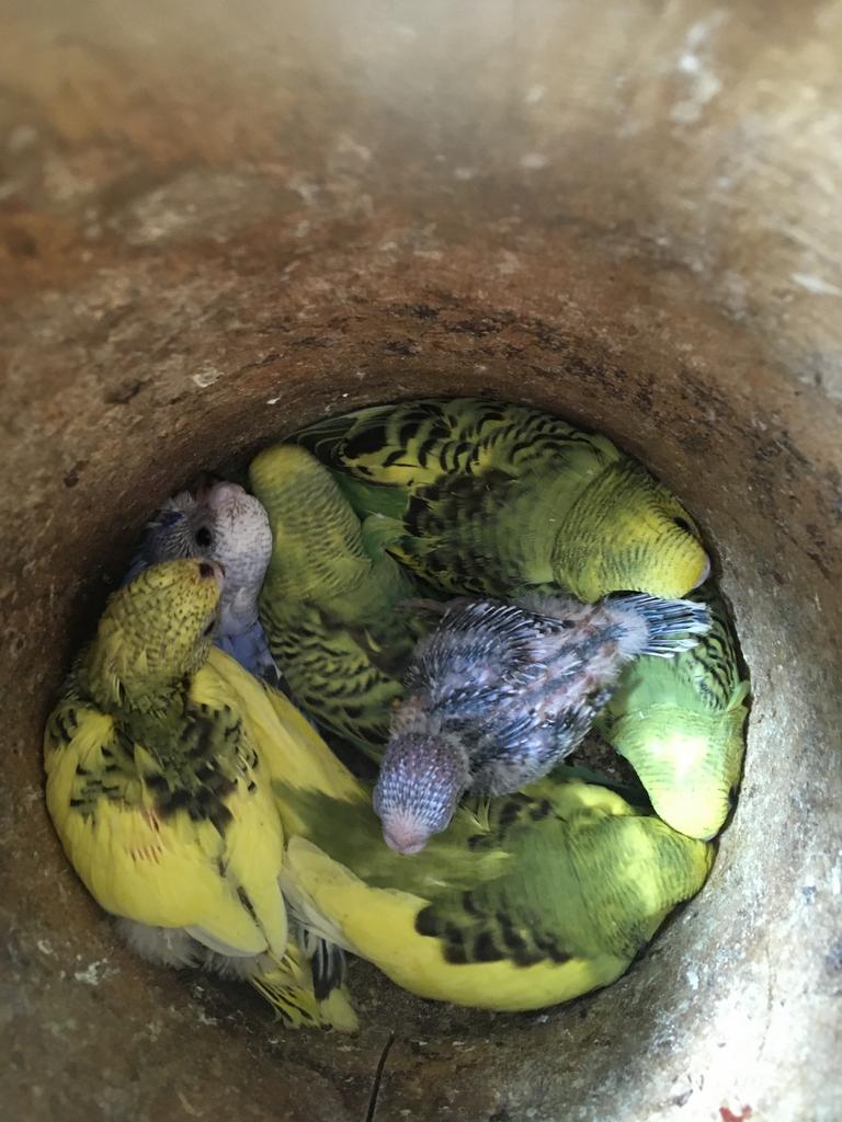 JONGE GRASPARKIETJES 2026  UIT NEST OM HANDTAM TE MAKEN, Dieren en Toebehoren, Vogels | Parkieten en Papegaaien, Geslacht onbekend