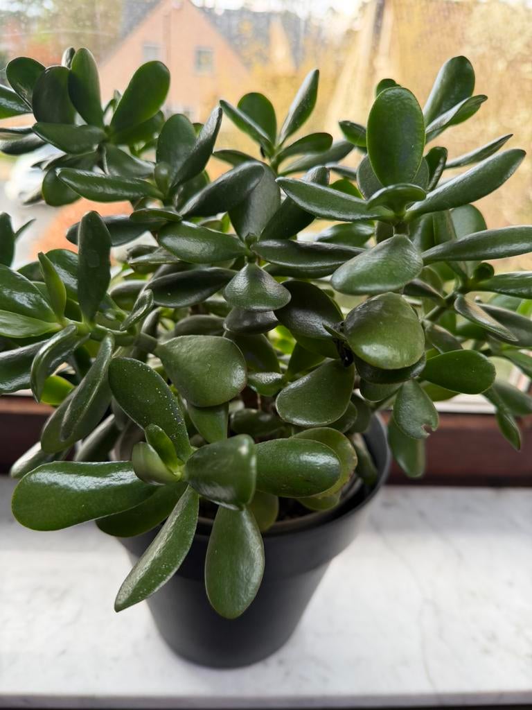 Crassula Ovata/Jadeplant, Ophalen