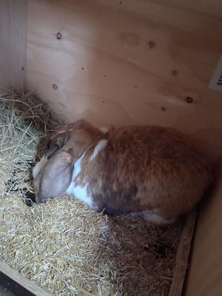 Franse hangoor voedster, Femelle, Grand, Oreilles tombantes, 0 à 2 ans