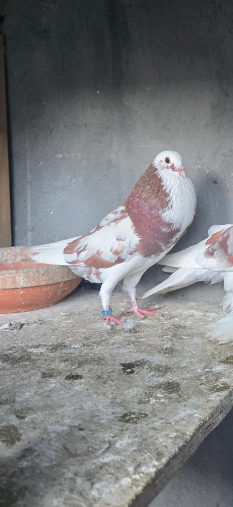 Piegeons Boulant  plusiers piece  je suis de charleroi jumet, Animaux & Accessoires, Plusieurs animaux, Boulant