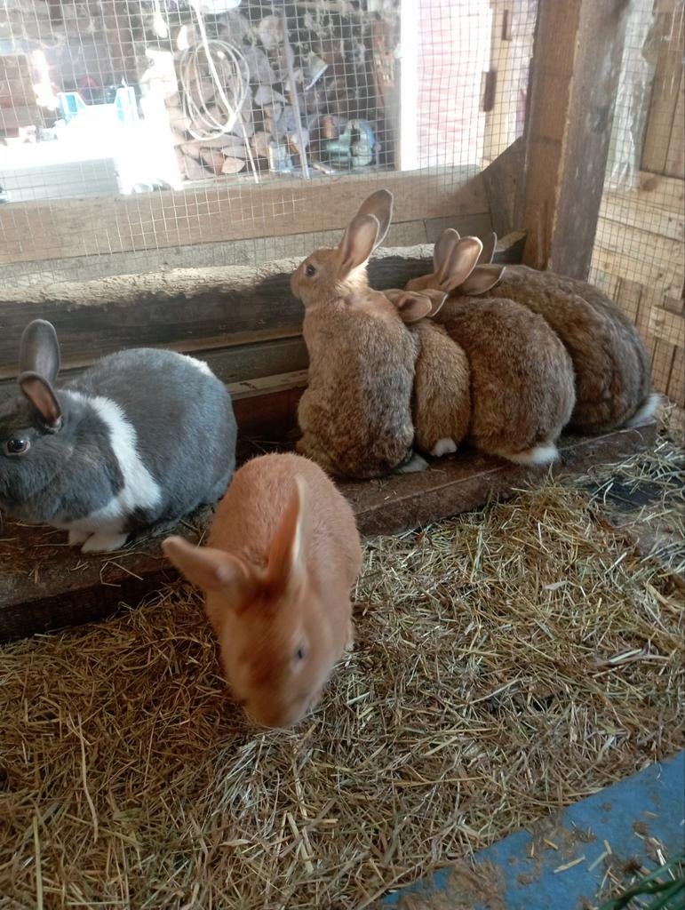 Vleeskonijnen, Ophalen of Verzenden