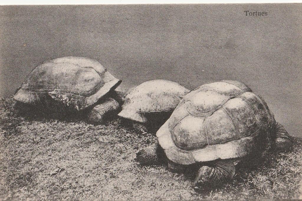 SCHILDPADDEN, Verzamelen, Postkaarten | Dieren, Verzenden, Ongelopen, Reptiel