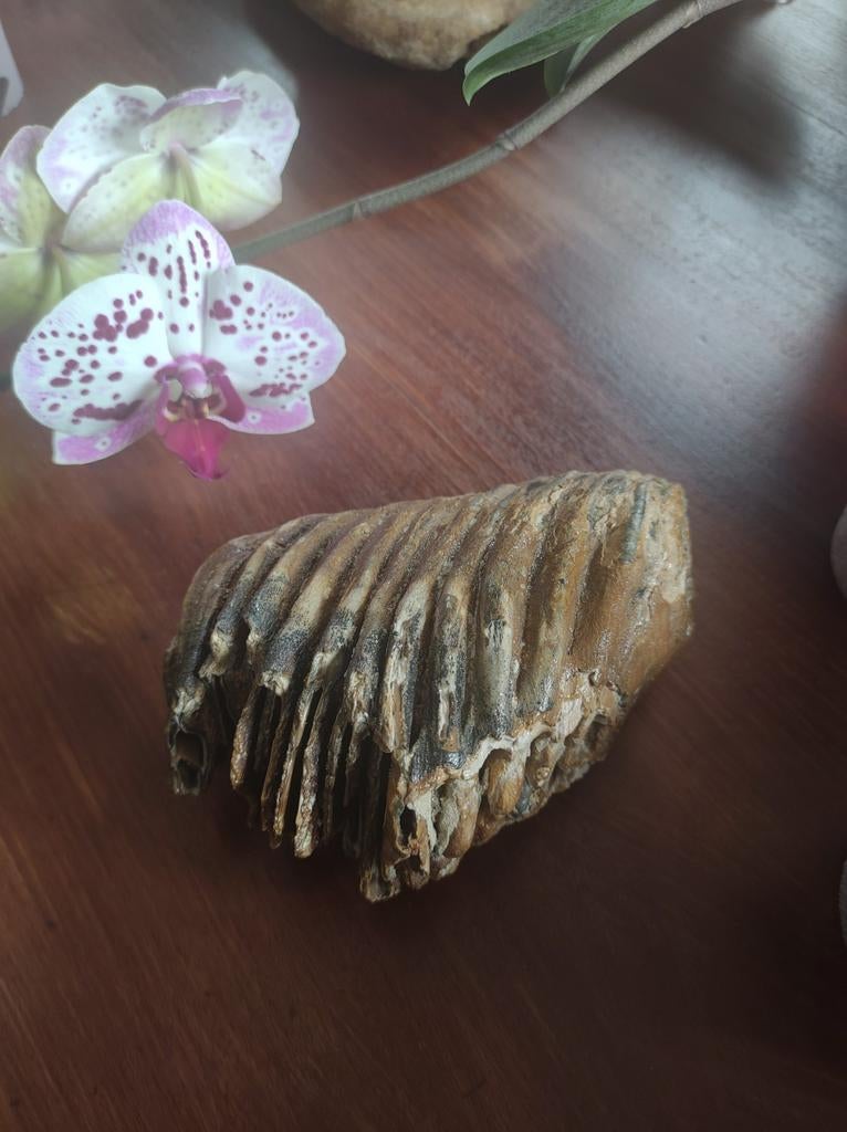 Fossile de mammouth, Envoi, Fossile