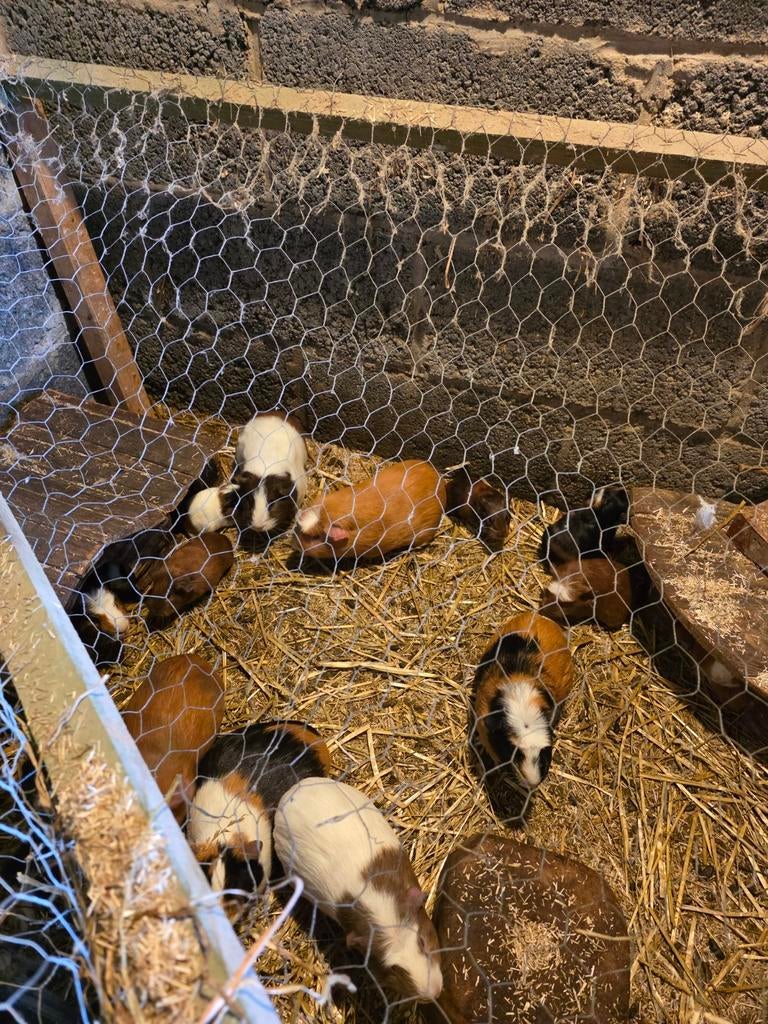 Cochon d'Inde mâle, Animaux & Accessoires, Novembre, Cobaye