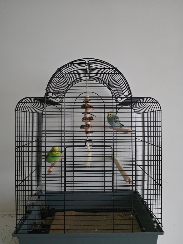 2 parkieten om te geven, Dieren en Toebehoren