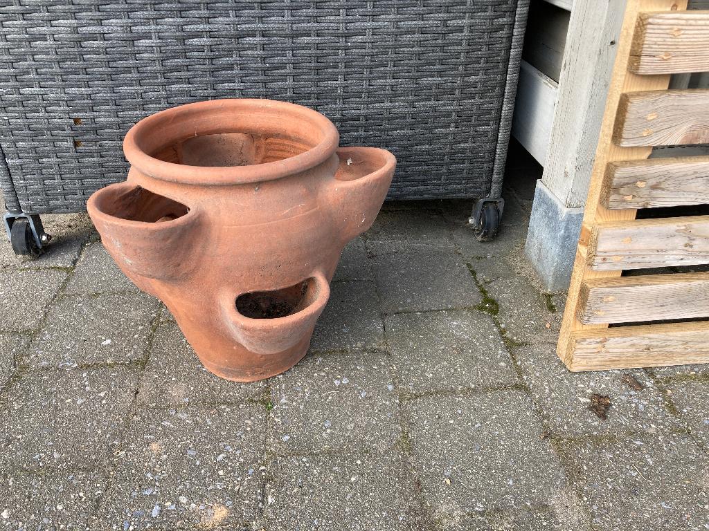 Bloempot voor aardbeien, Enlèvement
