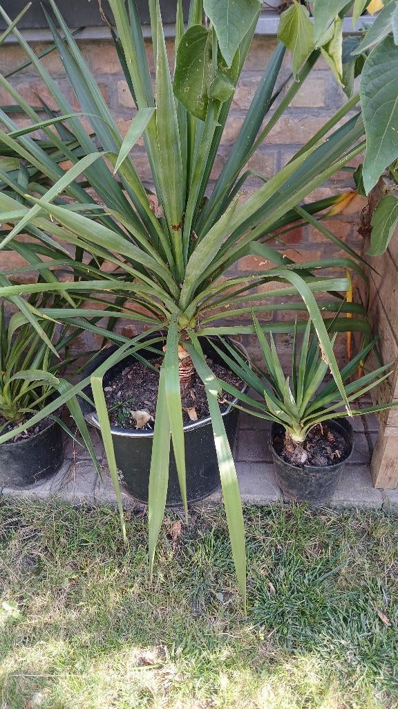 superbe yuka plante exterieure, En pot, Plein soleil, Moins de 100 cm, Enlèvement