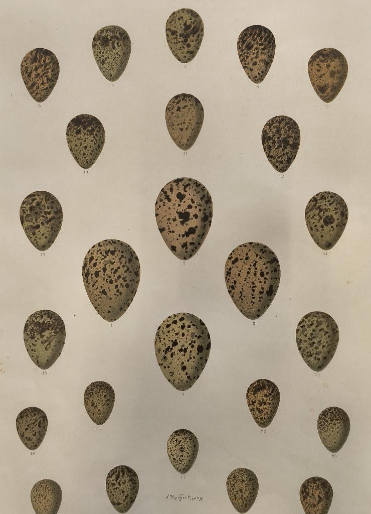 oölogische plaat (de studie van vogeleieren) - VIII, Ophalen of Verzenden