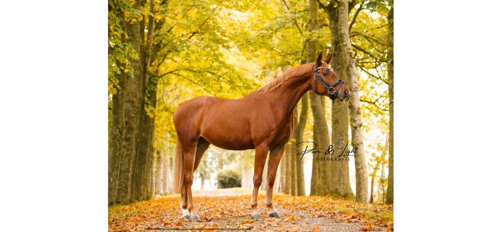 Paard welsh part bred, Animaux & Accessoires, Chevaux, Hongre, B, Moins de 160 cm, 3 à 6 ans, Cheval de récréation, Avec pedigree