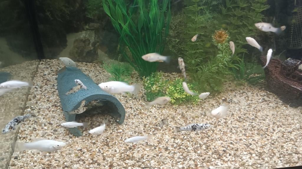 Joppy in moly, Dieren en Toebehoren, Vissen | Aquariumvissen