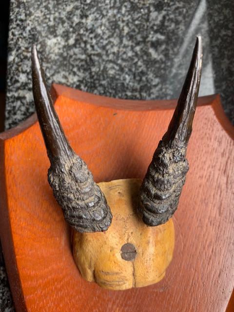 Hoorns gewone duiker, Ophalen of Verzenden, Zo goed als nieuw, Hert, Gewei of Kop