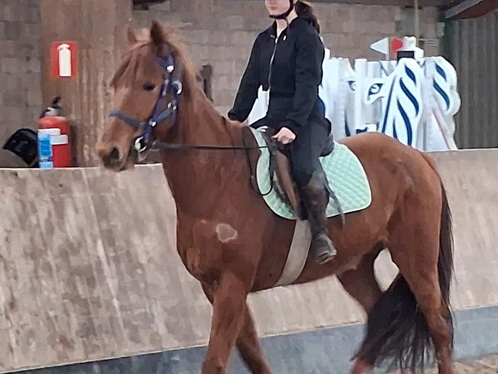 Bomproef & Superbraaf: 10j Ruin – Ideaal Recreatie/Damespaar, Dieren en Toebehoren, Paarden, Ruin, Recreatiepaard