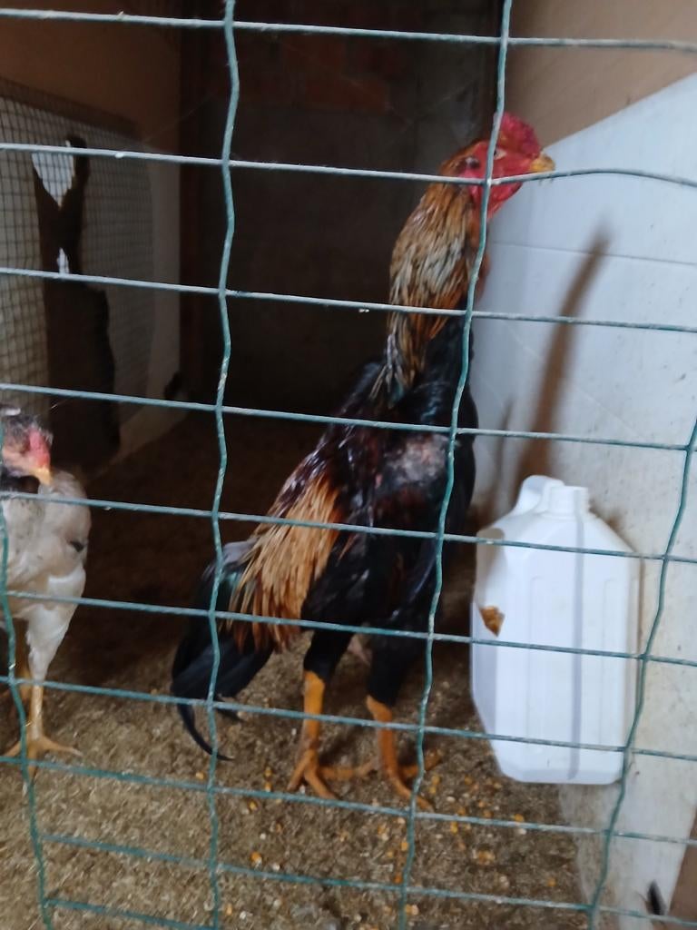 Shamo haan 2025, Dieren en Toebehoren, Pluimvee