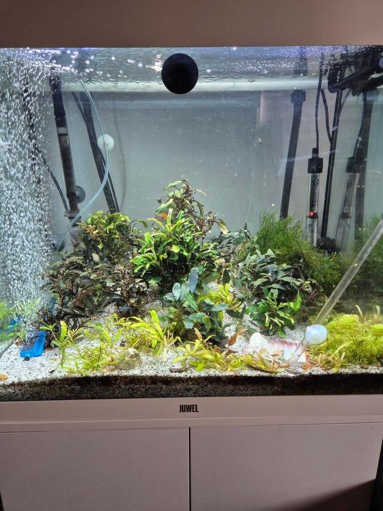 Te koop aquarium, Dieren en Toebehoren, Vissen | Aquaria en Toebehoren, Ophalen of Verzenden