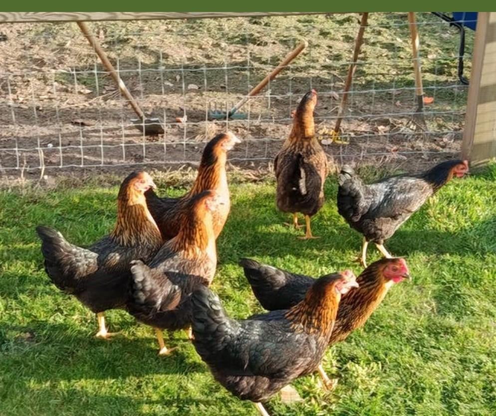 harco legkippen, Dieren en Toebehoren, Pluimvee, Kip