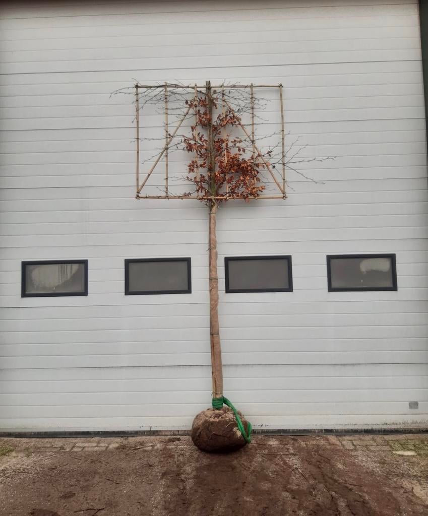 Fagus sylvatica atropunicea | Rode beuken en leibomen, Tuin en Terras, Planten | Bomen, Ophalen of Verzenden, Herfst, Leiboom