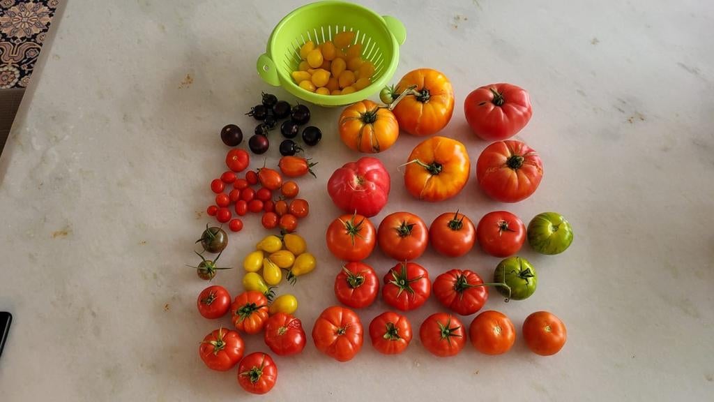 Graines de tomates 100% BIO (10 pièces pour 1 euro), Enlèvement ou Envoi